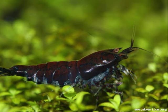 Cherax Sp. - Racic